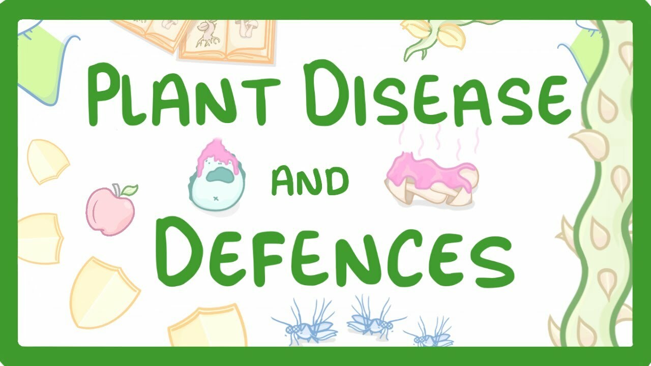 GCSE Biology - Plant Disease and Defences #46